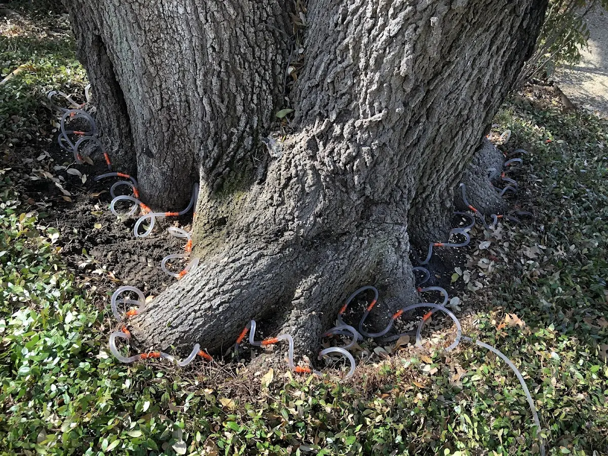 Detailed Tree Cabling and Bracing job site in Netarts